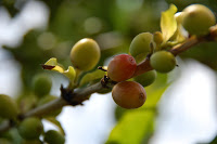 Remédio natural que emagrece até 10% do peso corporal